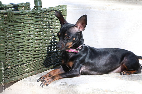 CANE PINSCHER NERO