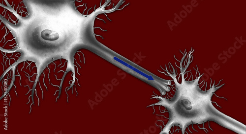 Neurons are nerve cells that transmit nerve signals.