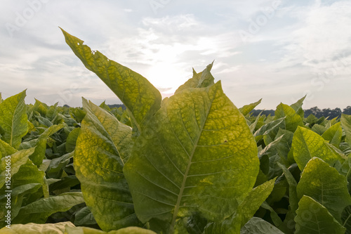 In the tobacco fields