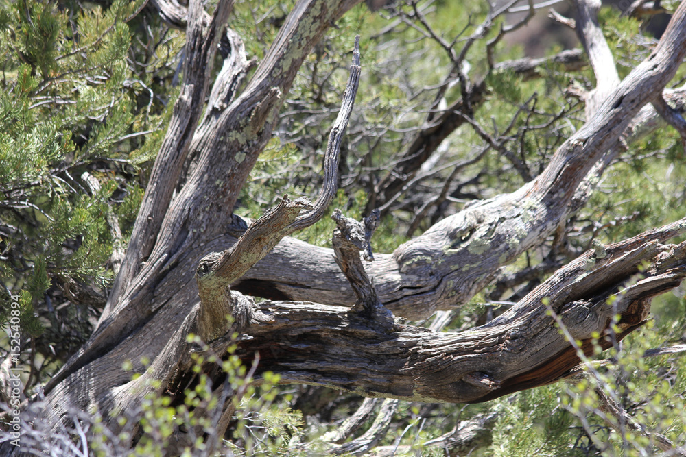 dead tree surrounded by new growth