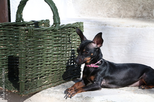 CANE PINSCHER NERO