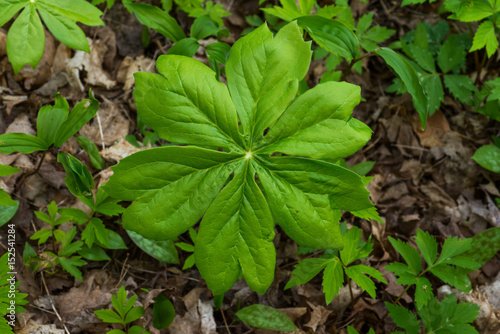 Mayapple leaf / podophyllum