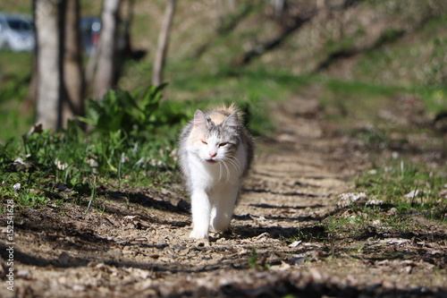 GATTO GATTA BIANCA