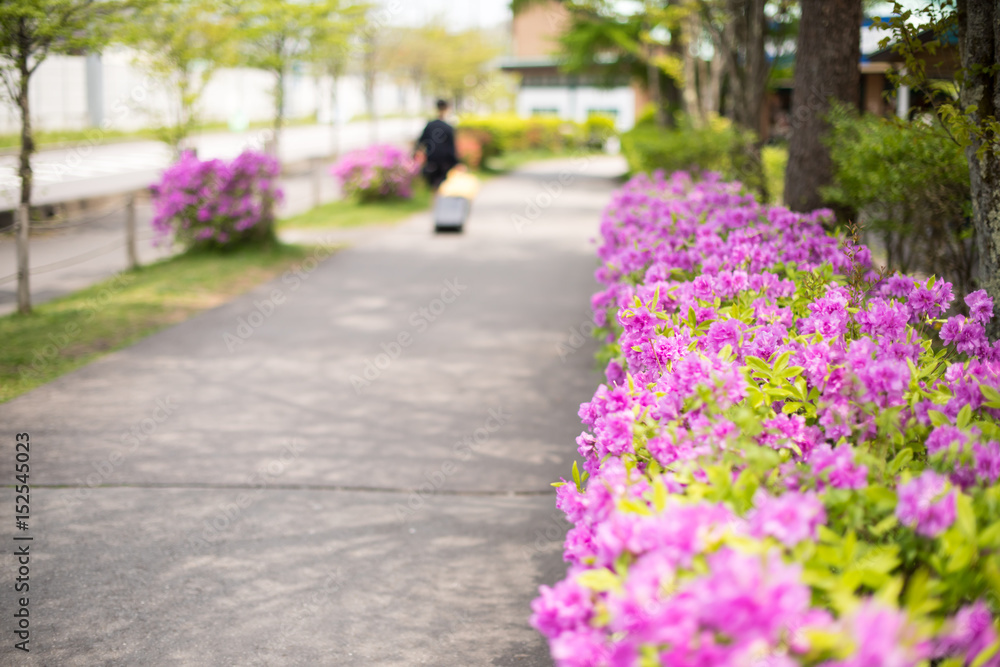 Sightseeing Trip Resort Nature Cloud Sky Cold Blue White landscape Mountain close-up Japan Flower Sightseeing Trip Resort Nature Cloud Sky Cold Blue White landscape Mountain close-up Japan Flower