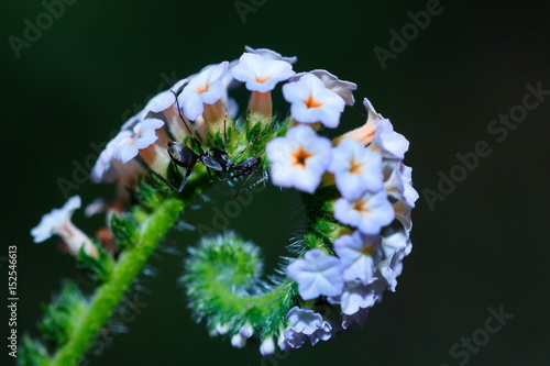 Ants, Ants on a flower. photo