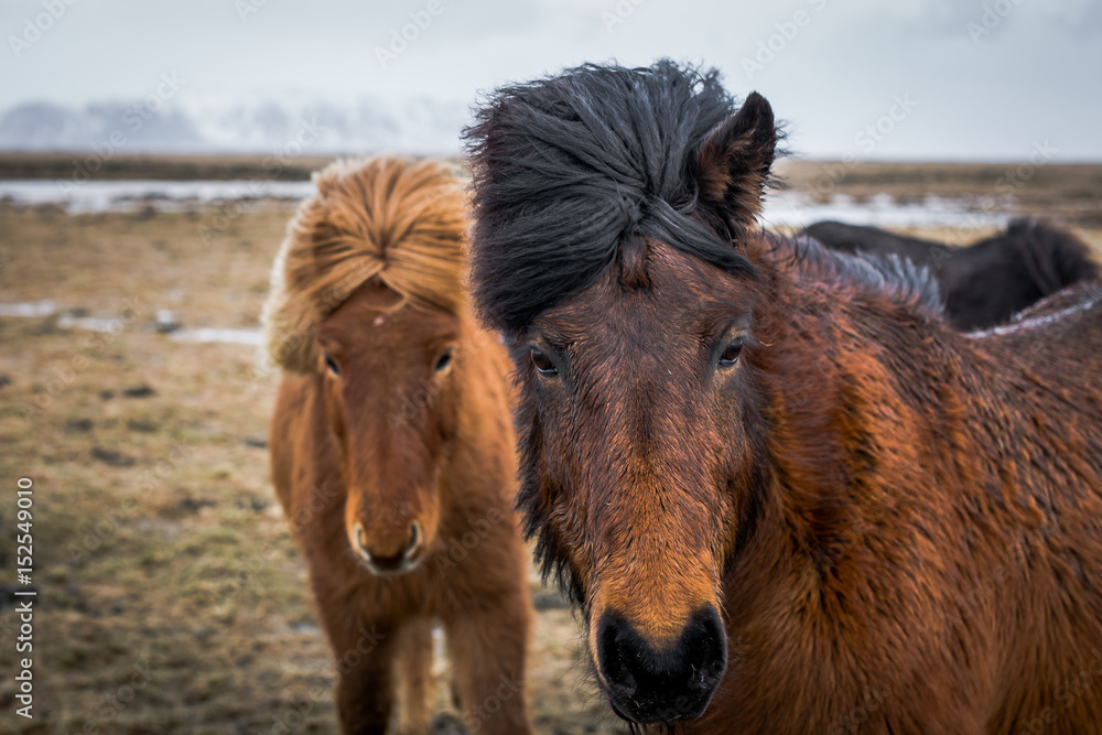 Closeup of Icelandic horses in pasture