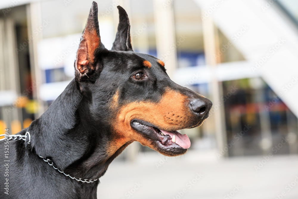 Cute face of a doberman pinscher dog Cute face of a doberman pinscher dog