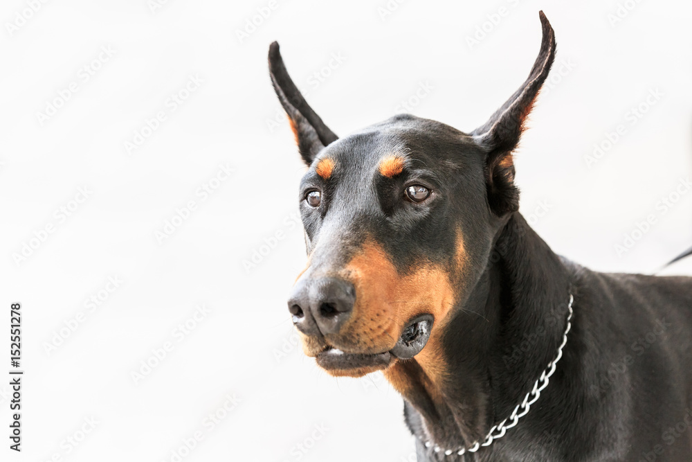 Cute face of a doberman pinscher dog