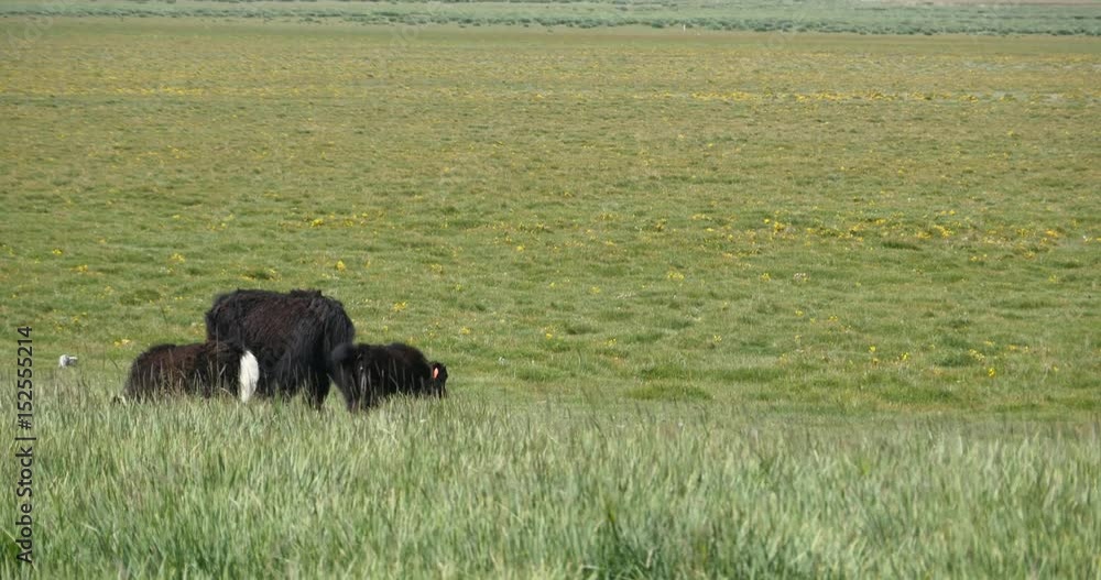 4k Yak grazing on the prairie,plateau,China. 4k Yak grazing on the prairie,plateau,China.