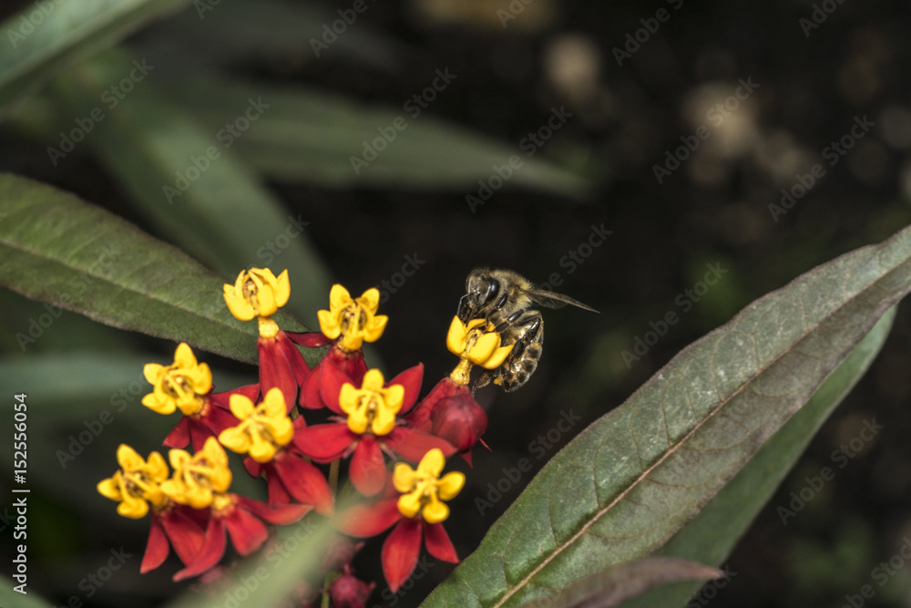 Bee on yellow and red flowers Bee on yellow and red flowers