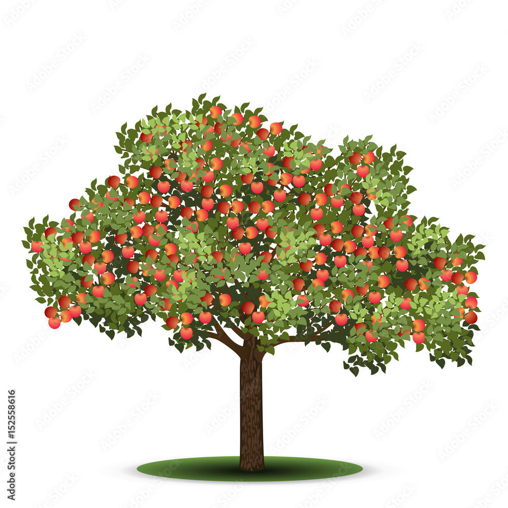 apple tree with red fruits