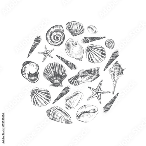 Seashell hand drawn vector etching sketch isolated on white background, decorative round frame, underwater marine texture, template label layout design for card, beauty salon, natural cosmetic shop