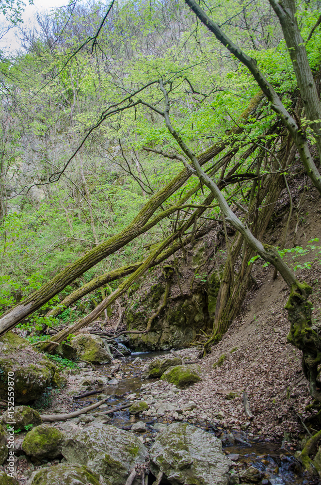 Forest and river in a picturesque gorge in the spring Forest and river in a picturesque gorge in the spring