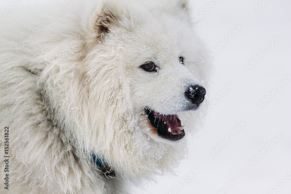 Face of a dog samoyed closeup