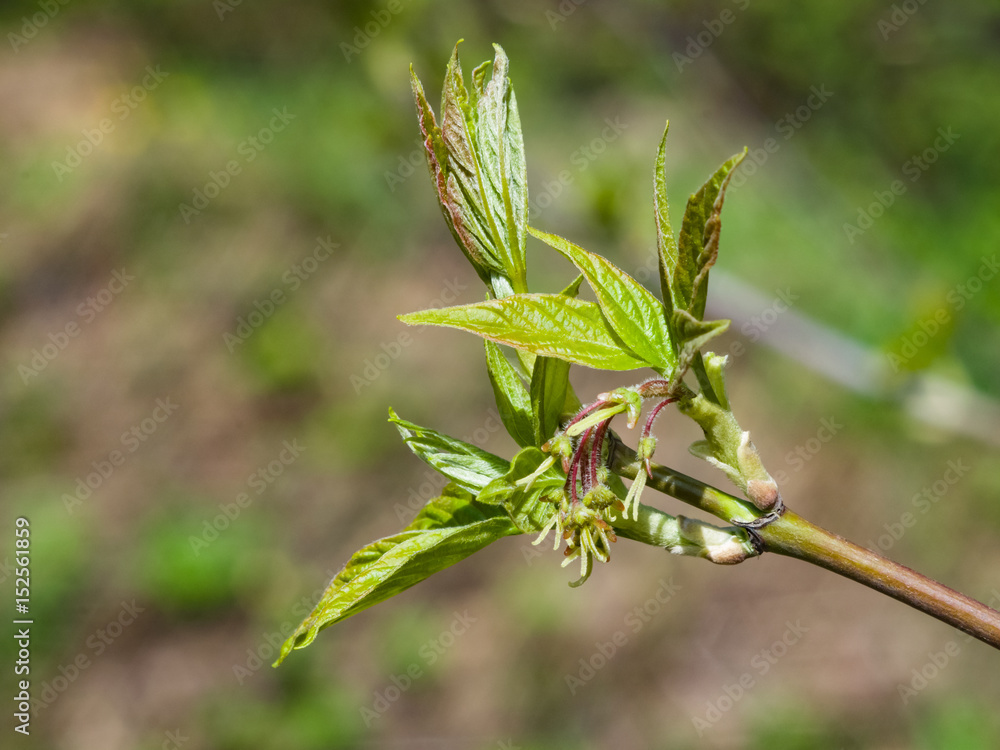 Female flowers on branch ash-leaved maple, Acer negundo, macro with bokeh background, selective focus, shallow DOF Female flowers on branch ash-leaved maple, Acer negundo, macro with bokeh background, selective focus, shallow DOF