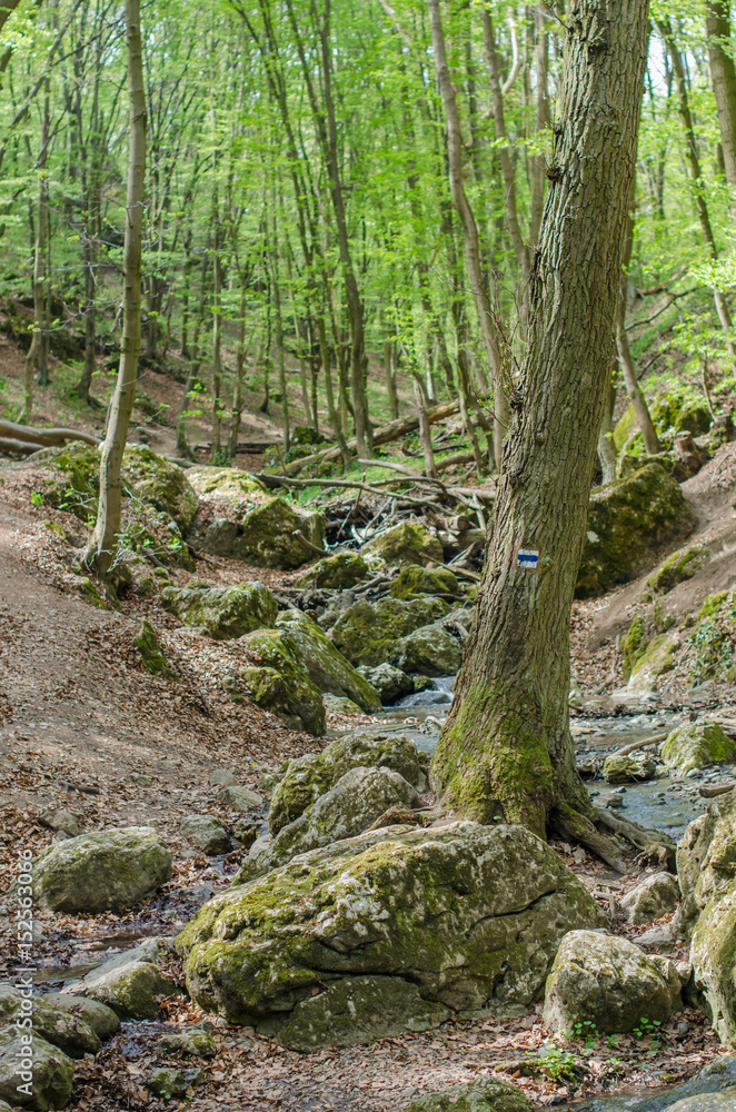 Forest and river in a picturesque gorge in the spring Forest and river in a picturesque gorge in the spring
