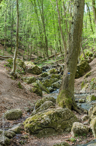 Forest and river in a picturesque gorge in the spring © kobolia