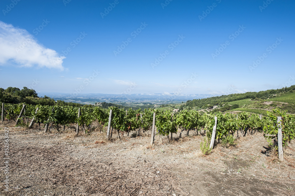 Italian landscape with vineyards Italian landscape with vineyards