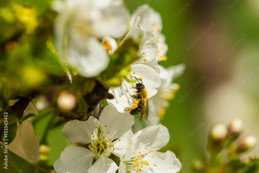 Bee full of pollen Bee full of pollen