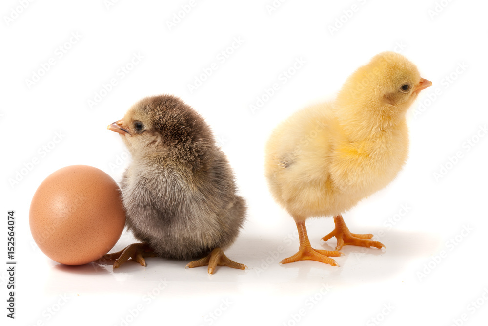 Fototapeta premium two cute little chicken with egg isolated on white background