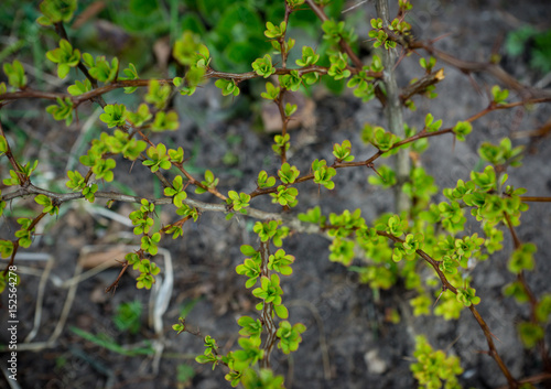 Green young leaves of barberry bush. Selective focus.