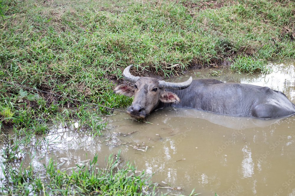  buffalo relaxing in swamp. front of have grass field. this image for animal,nature and mammal concept
