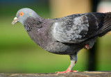 pigeon surviving with one leg