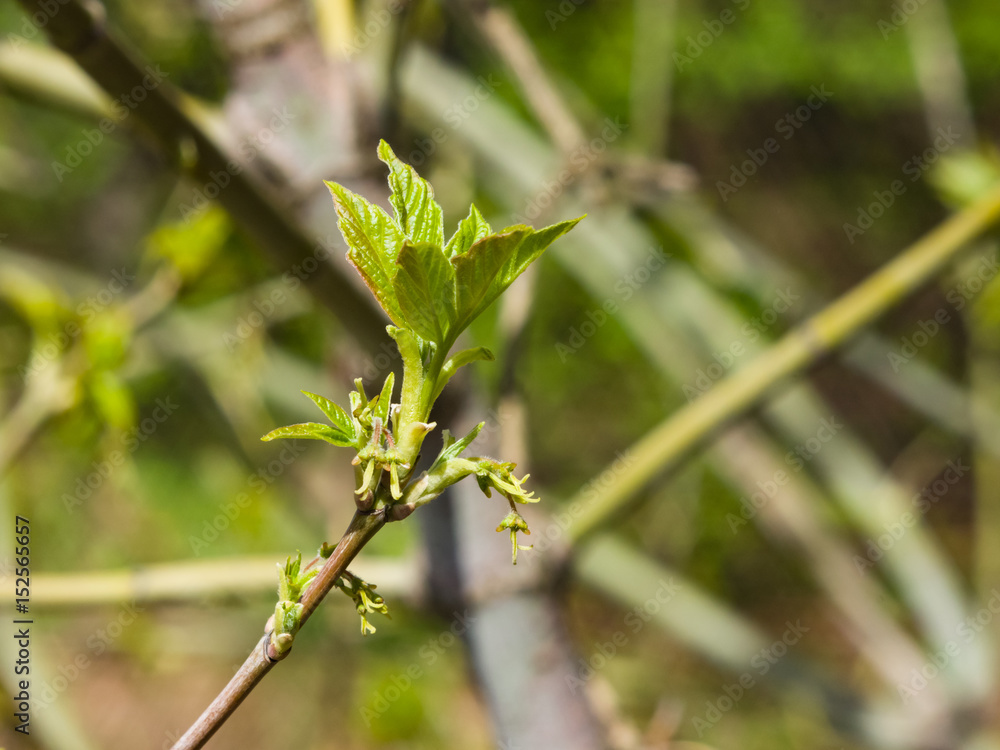 Female flowers on branch ash-leaved maple, Acer negundo, macro with bokeh background, selective focus, shallow DOF Female flowers on branch ash-leaved maple, Acer negundo, macro with bokeh background, selective focus, shallow DOF