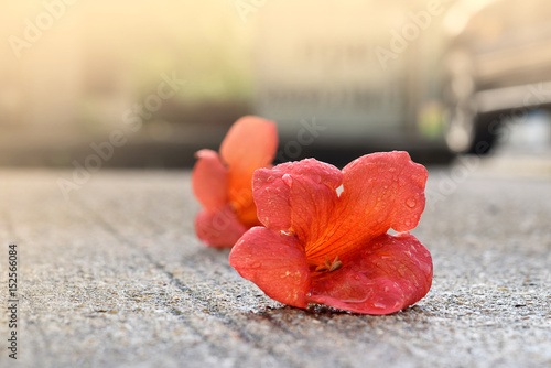 Beautiful flowers fall on road on blur background