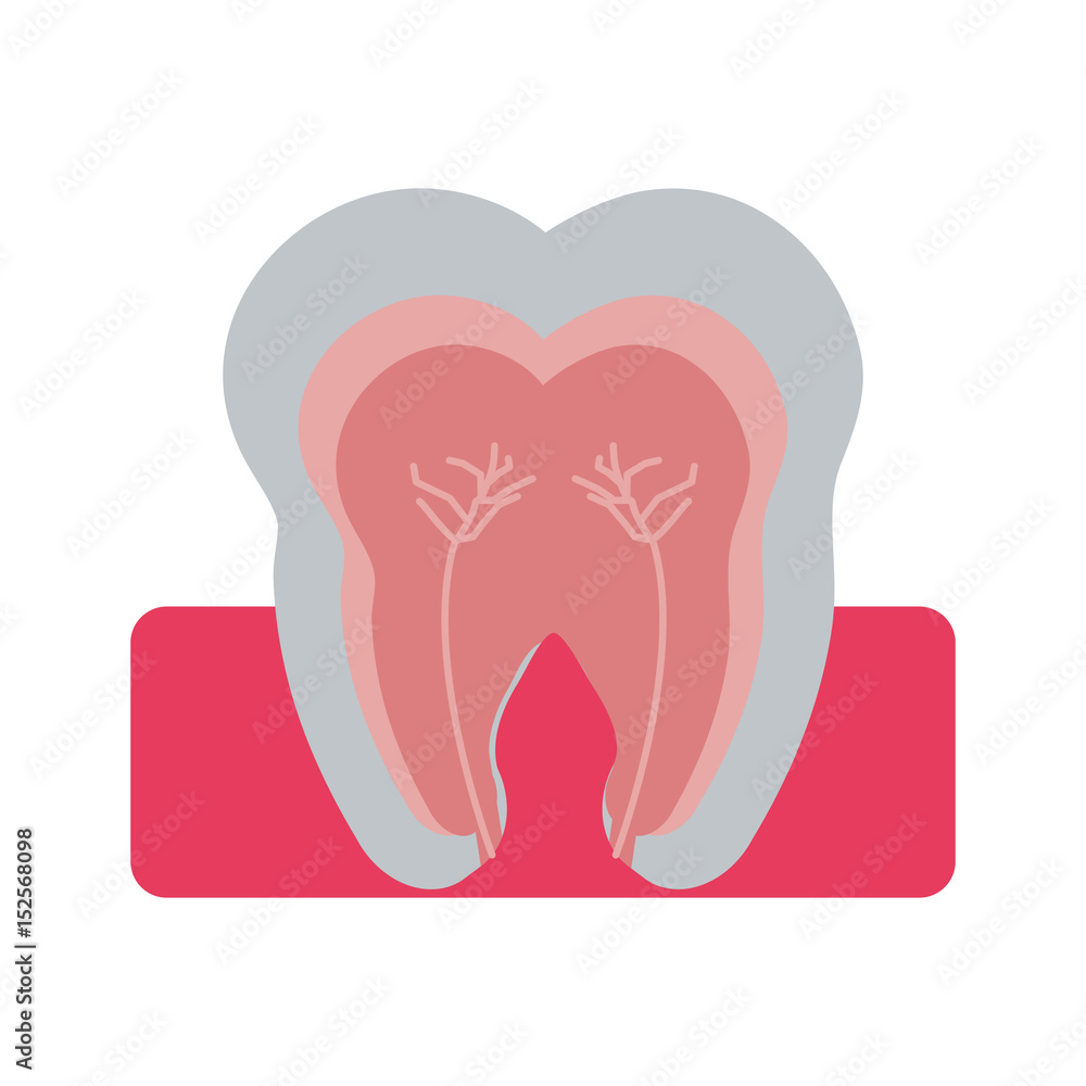 tooth interior dental care related icon image vector illustration design tooth interior dental care related icon image vector illustration design