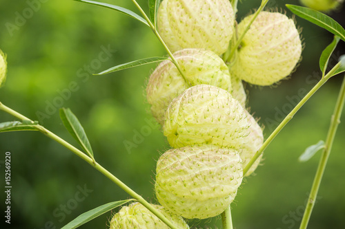 green balloon plant on mountain farm, Asclepias physocarpa photo