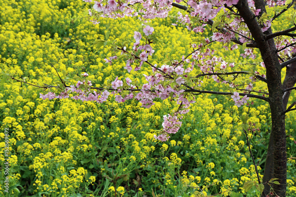 Fototapeta premium 菜の花と桜