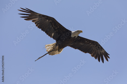 Bald eagle flying with a stick in her talons for the nest, seen in the wild in North California