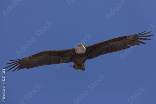 Bald eagle flying after catching a mouse, seen in the wild in North California