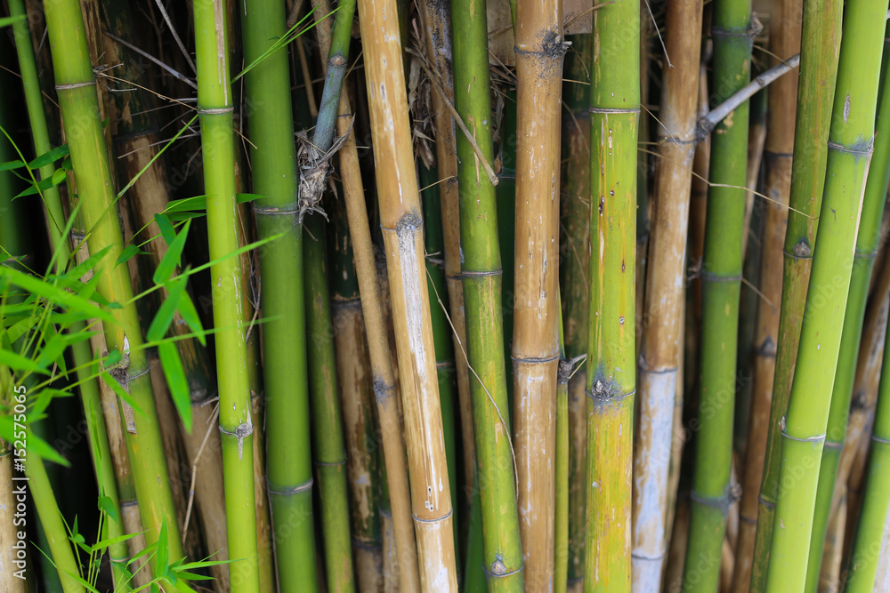 Naklejka premium Bamboo