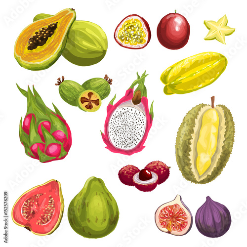 Exotic tropical fresh fruit watercolor set design