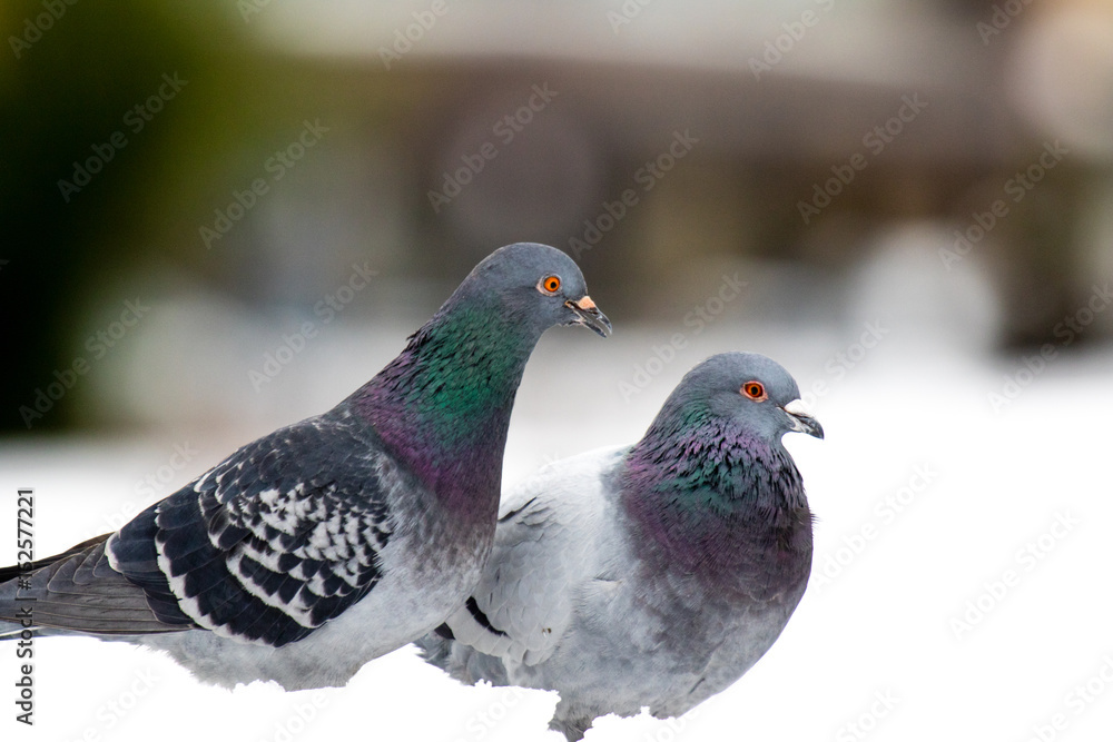 Couple of cute pigeons mating in the spring. Couple of cute pigeons mating in the spring.
