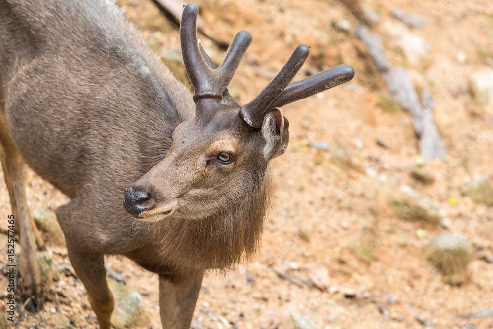 A male red deer with the new antlers covered by the velvet which supplies oxygen and nutrients to the growing bone. A male red deer with the new antlers covered by the velvet which supplies oxygen and nutrients to the growing bone.