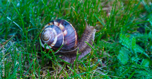 Photo depicts a wild lovely big beautiful snail with spiral shell. Amazing helix in the garden, crawling in a fresh green grass, good sunny weather. Marco, close up view.