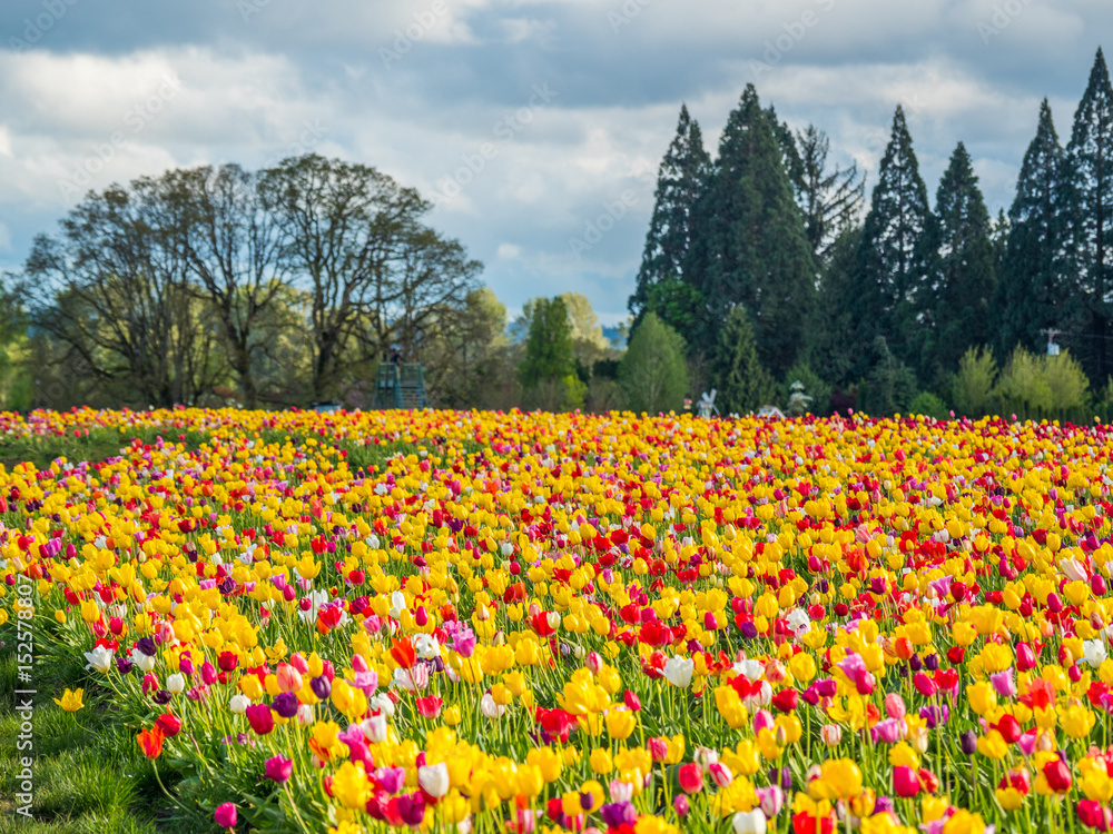 Rows of bright tulips in a field. Beautiful tulips in the spring. Variety of spring flowers blooming on fields. Wooden Shoe Tulip Festival in Oregon, USA