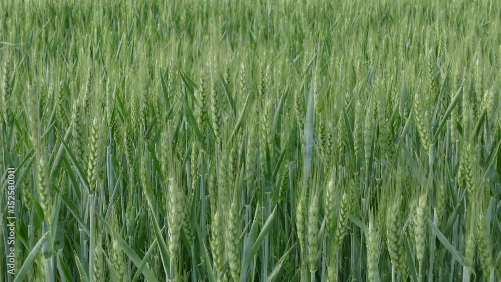 Wheat moving in the breeze closeup, 4K video Wheat moving in the breeze closeup, 4K video