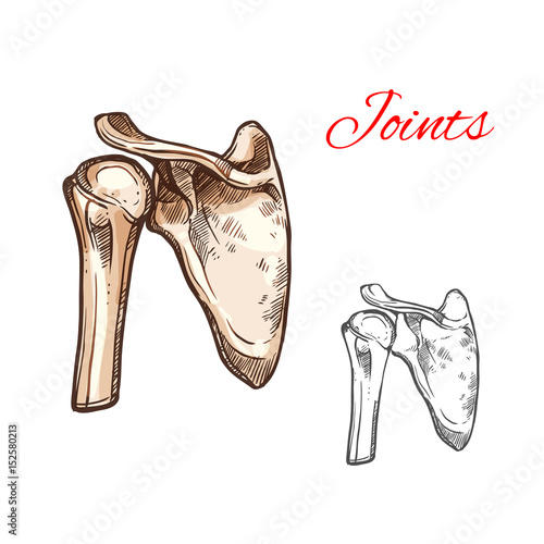Joint and bone of human shoulder isolated sketch