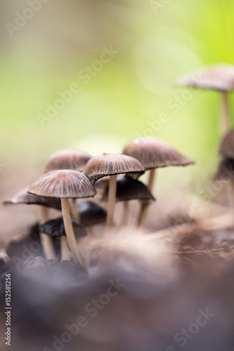Inedible mushrooms on the ground in the park © schankz