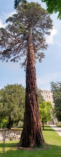 giant sequoia full photo