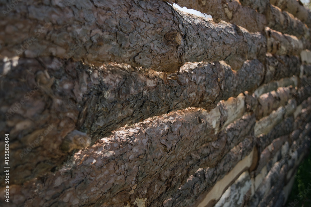 Pine bark background