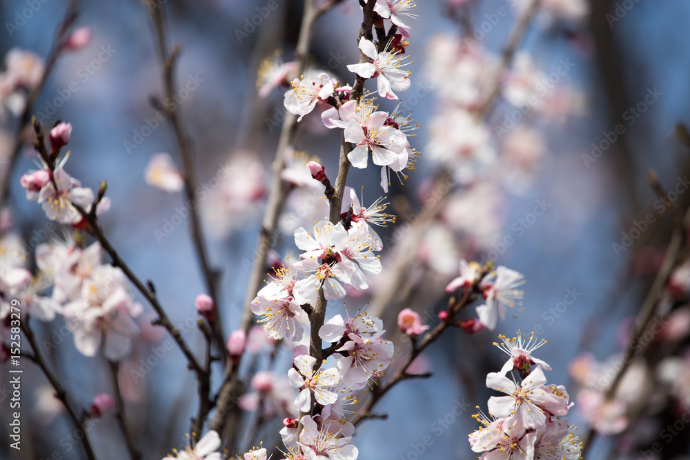 Beautiful flowers on apricot tree in spring Beautiful flowers on apricot tree in spring
