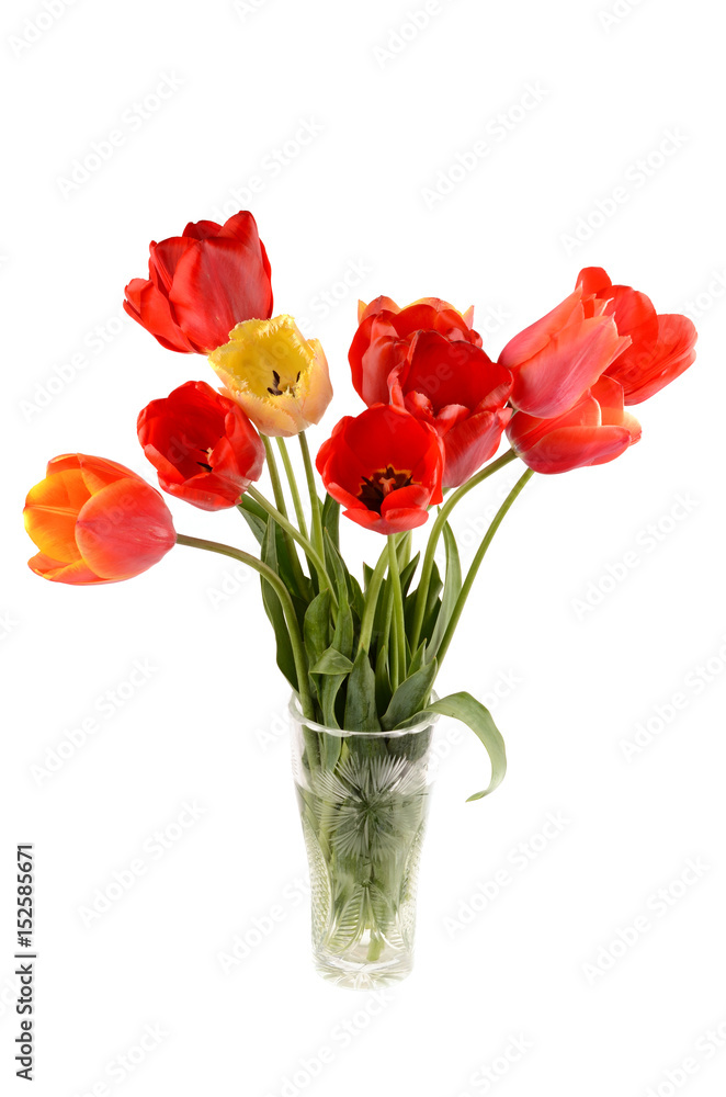 tulips in a vase tulips in a vase