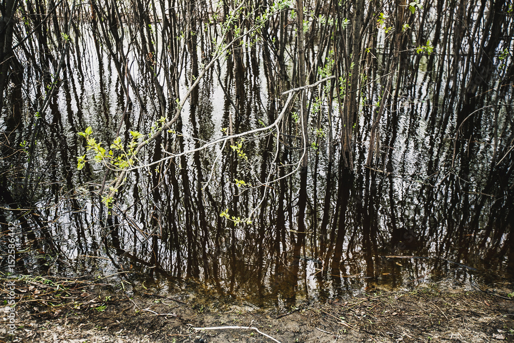 Fototapeta premium trees, background