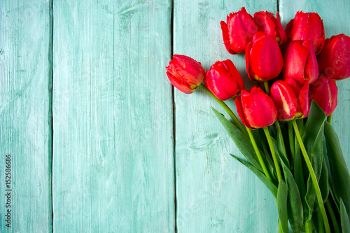 red tulips on turquoise background