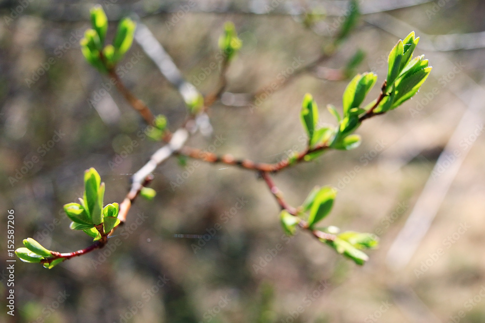 buds and leaves on a tree branch spring background